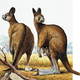 Image for article titled This Gigantic Ancient Kangaroo Didn't Hop — It Actually Walked